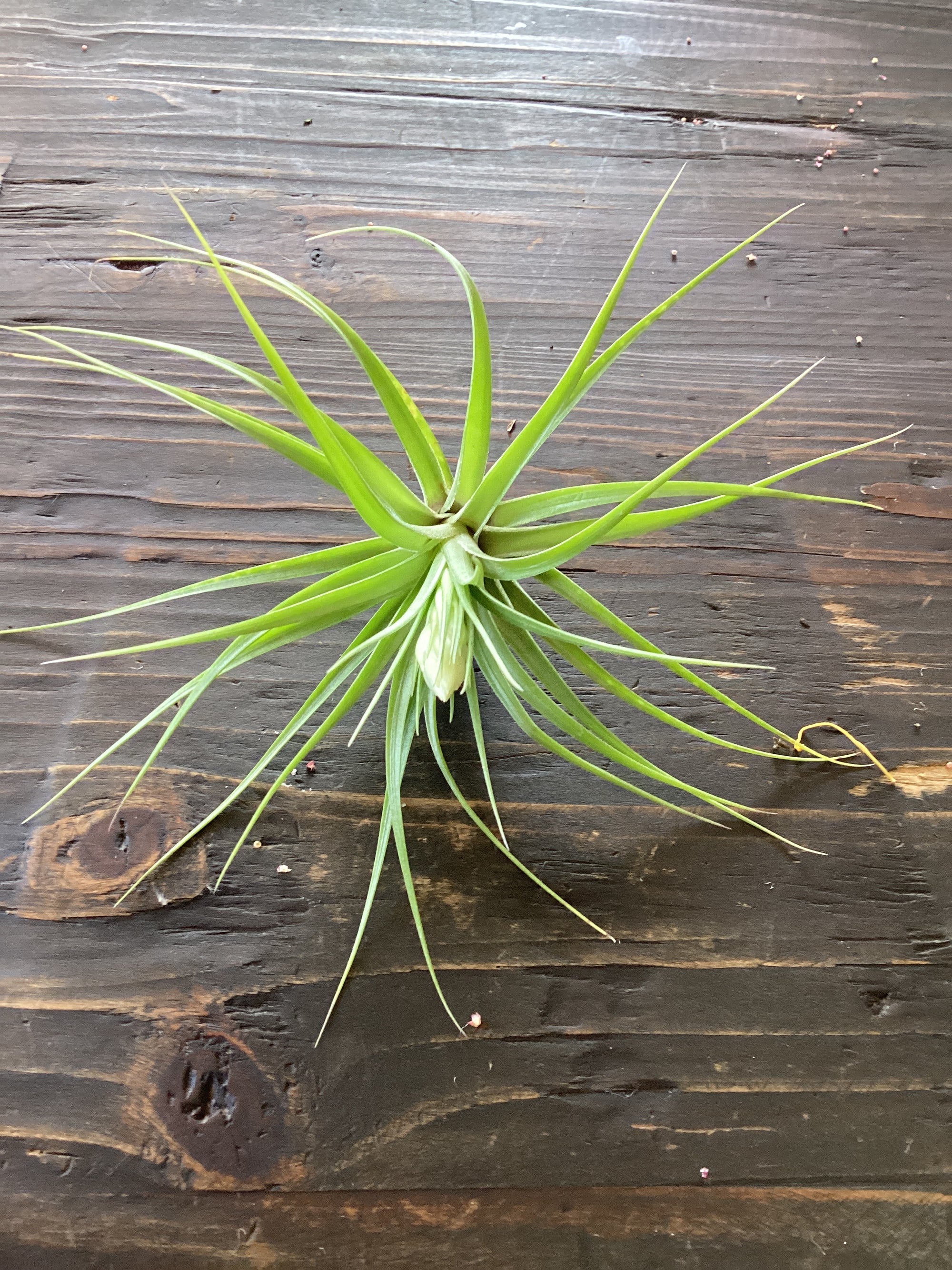 Plant - Air Plant