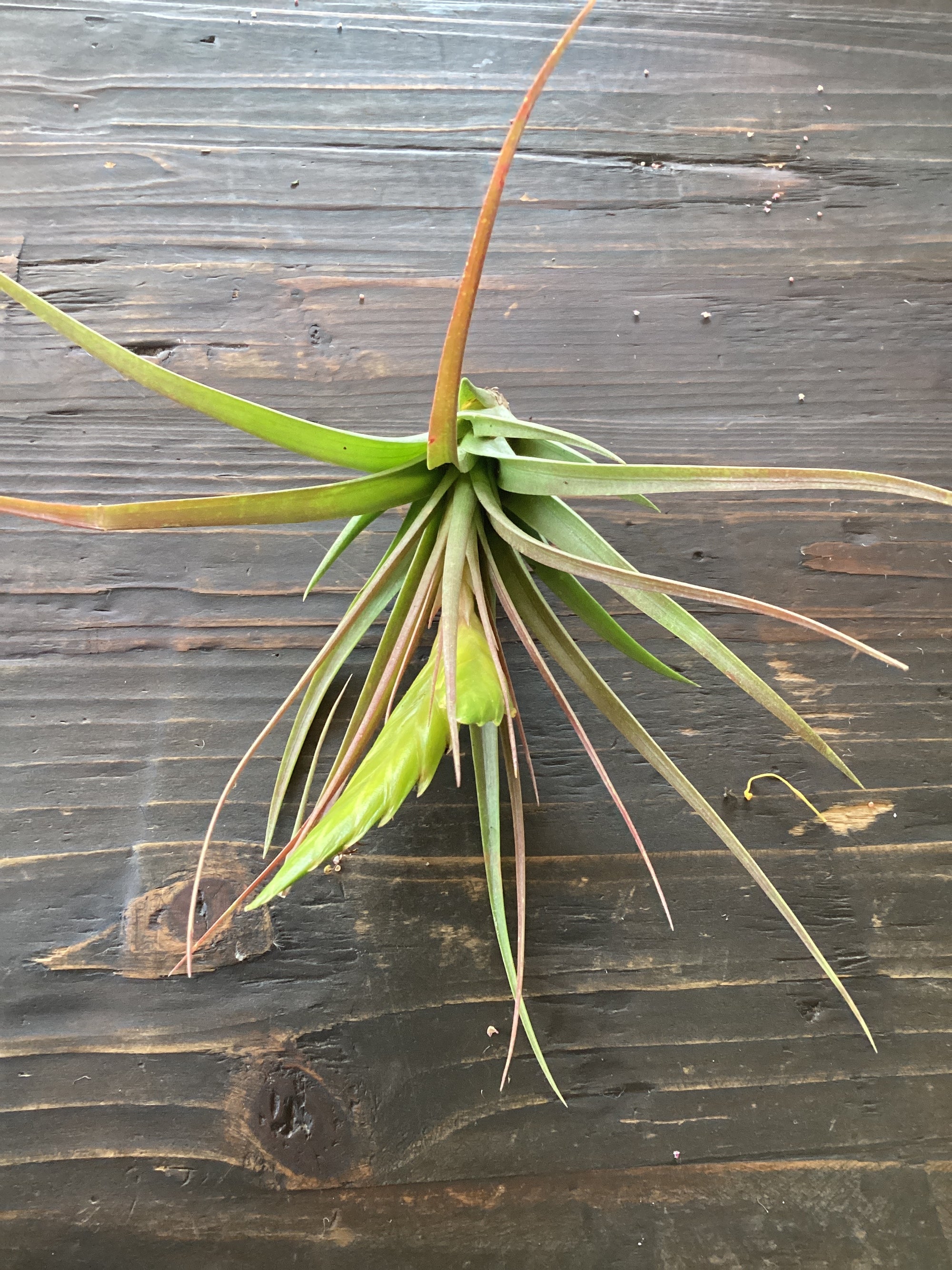 Plant - Air Plant