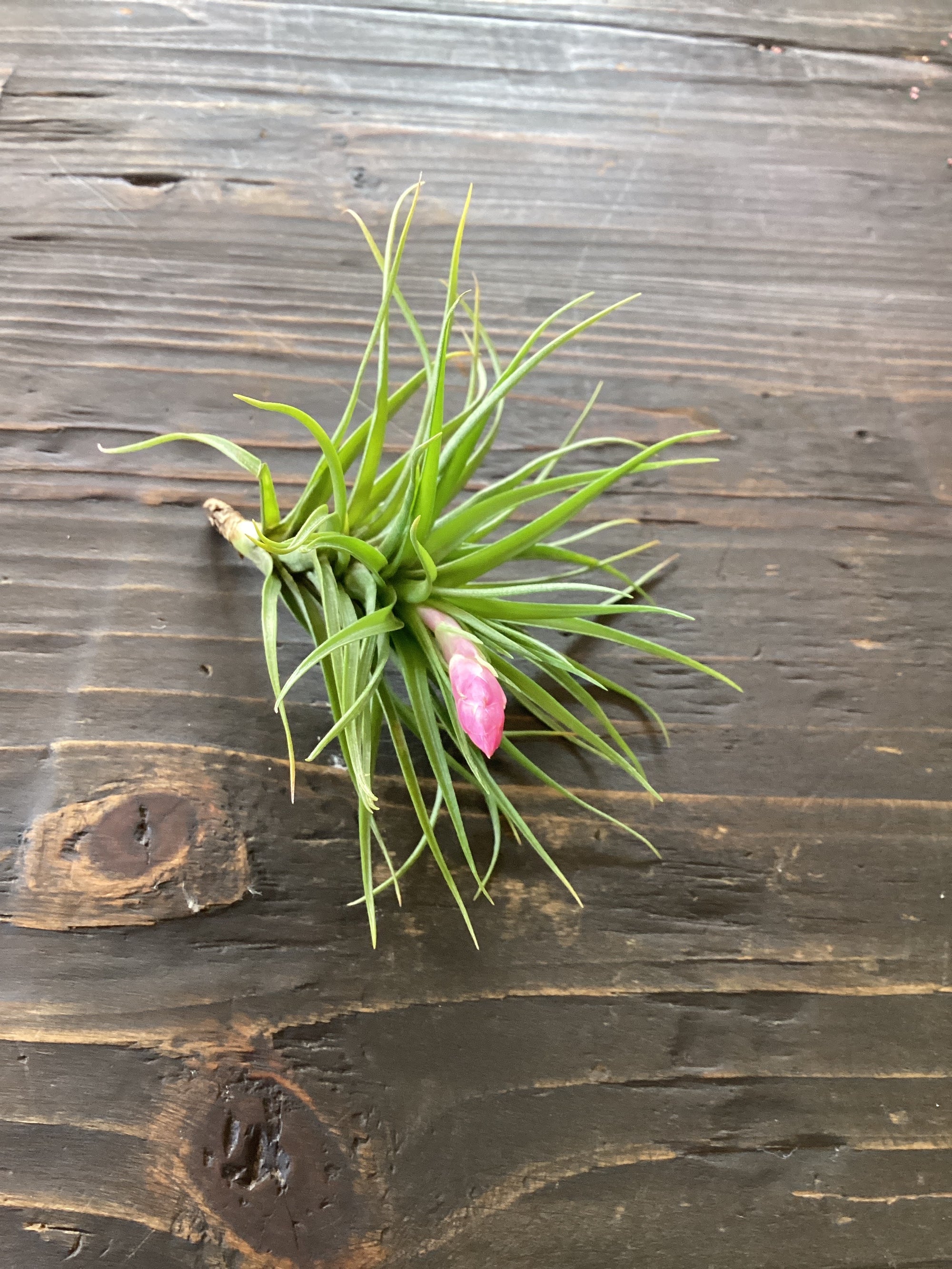 Plant - Air Plant