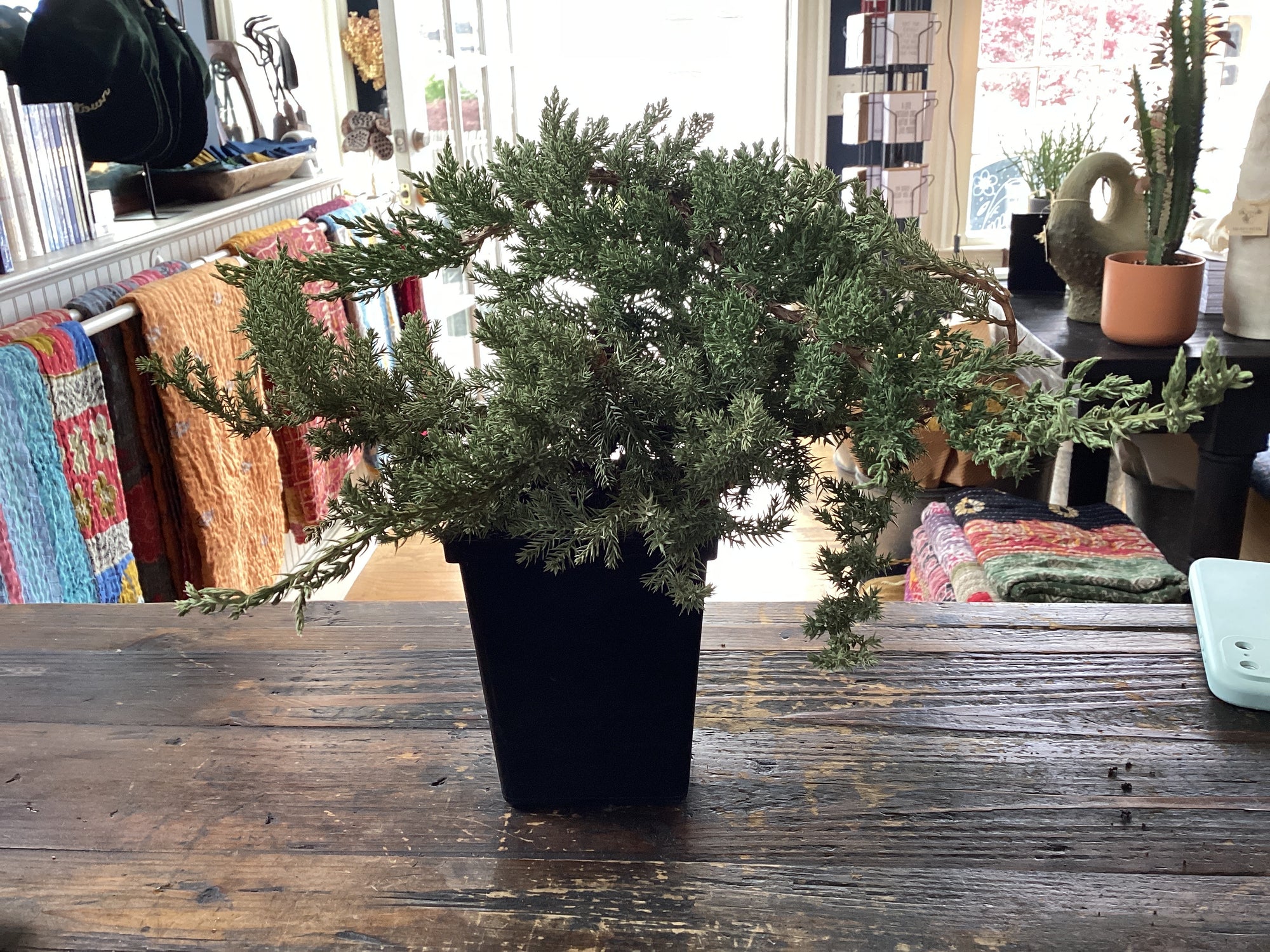 Plant - Juniper