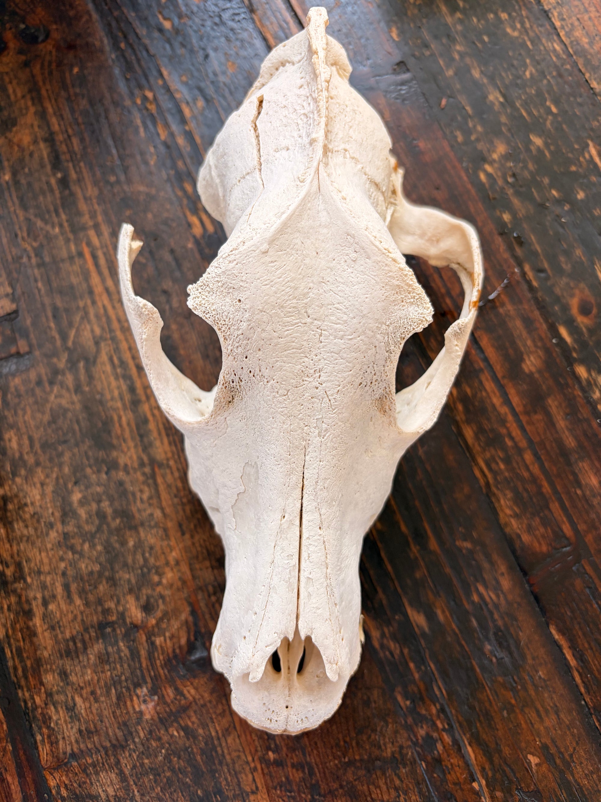 Bones - Skull - Coyote