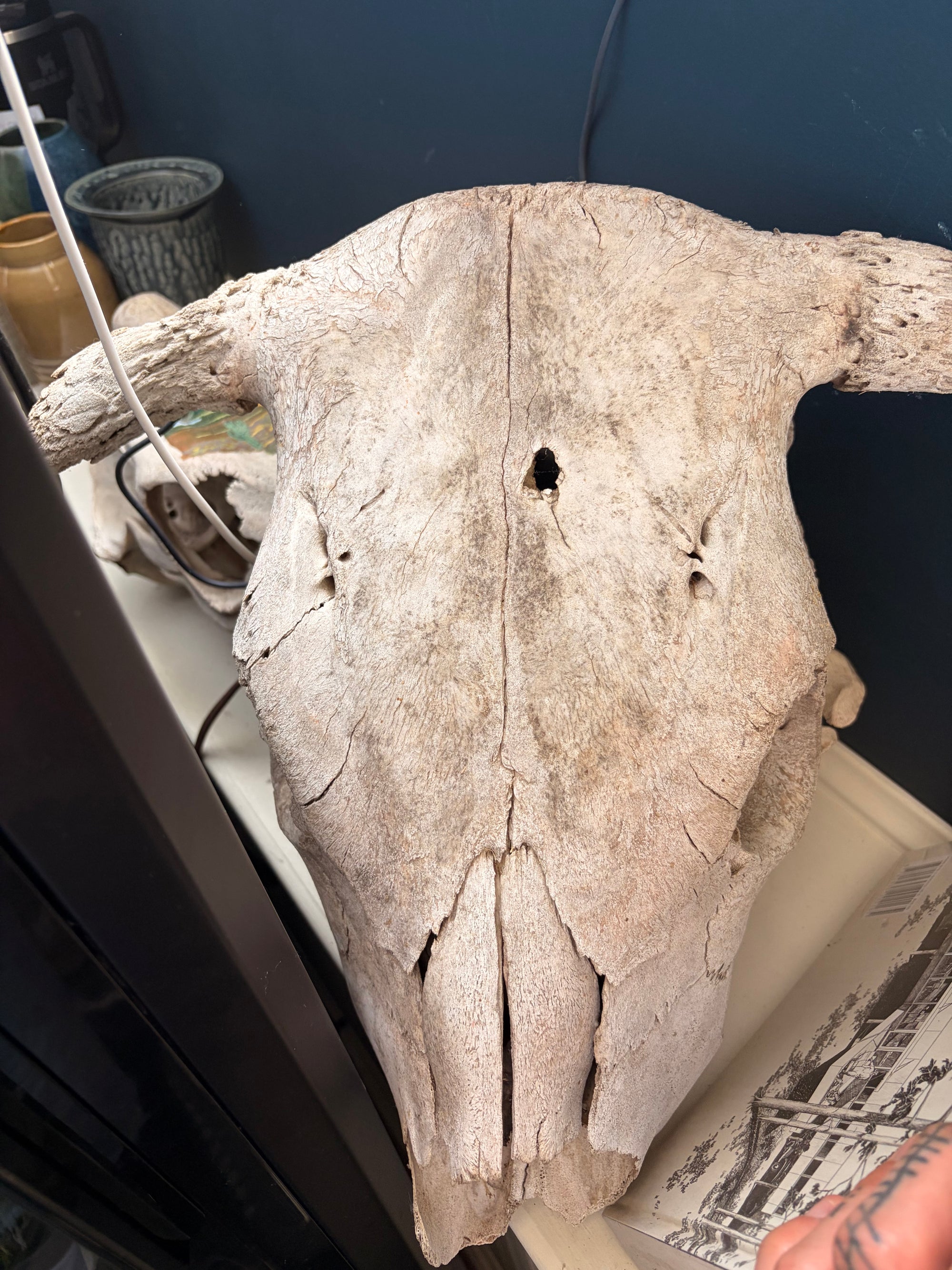 Bones - Skull - Highland Cow