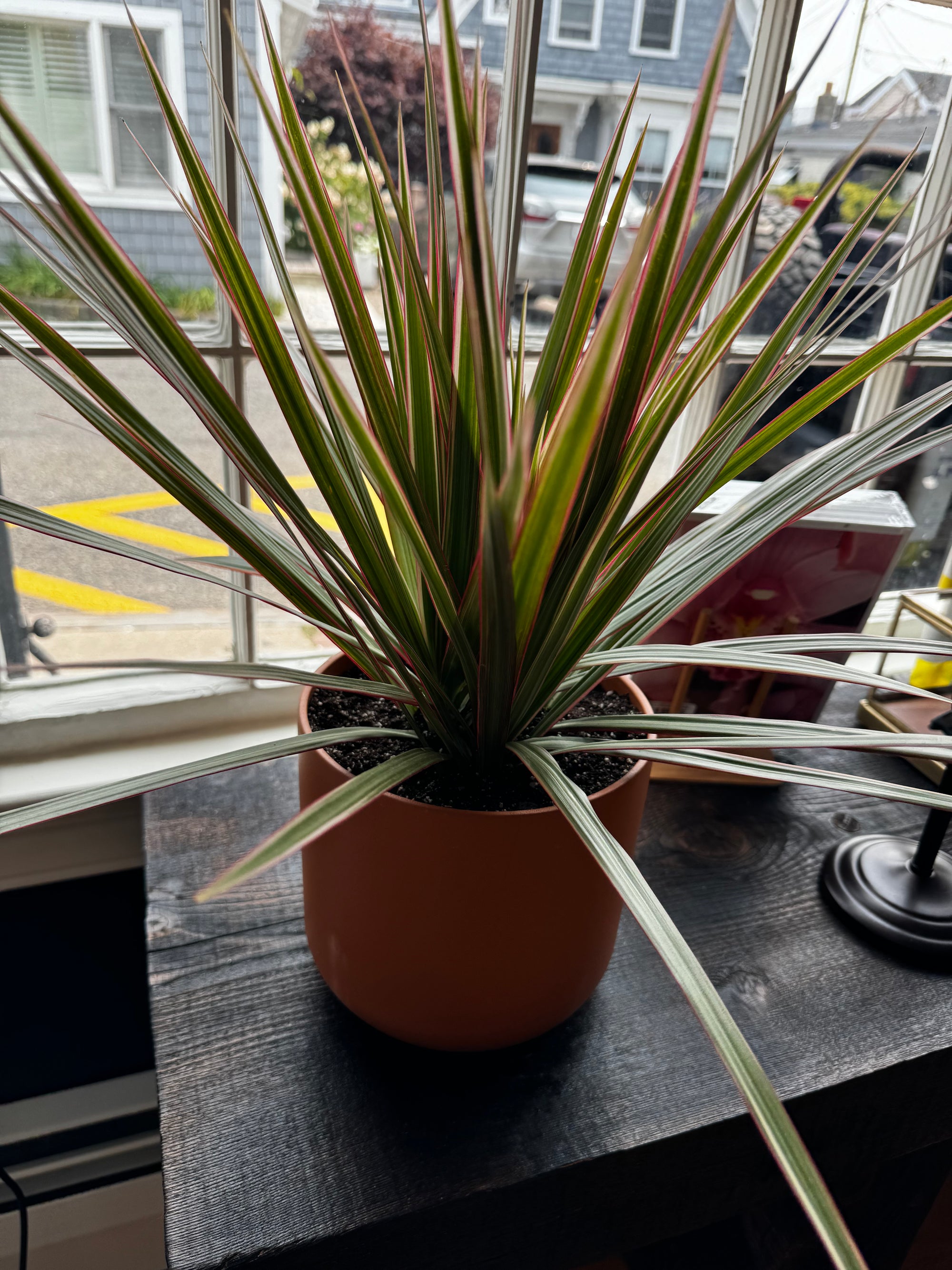 Plant - Dracaena Marginata W/ Pot