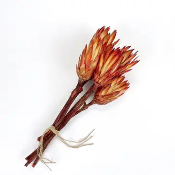 Dried Flowers - Protea