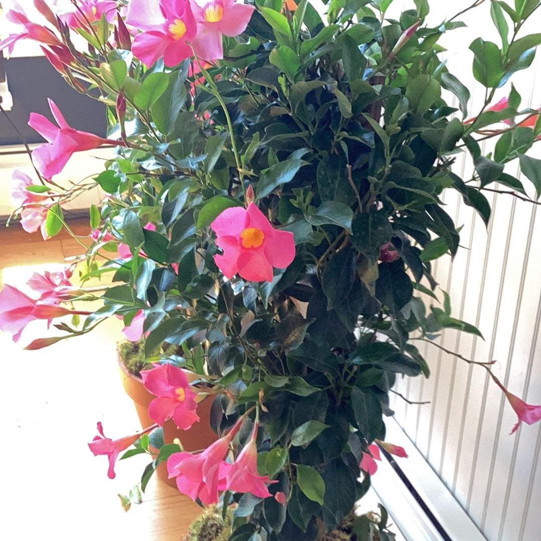 Brazilian Jasmine (Mandevilla)