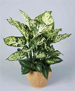 Plant - Dieffenbachia/Dumb Cane