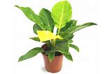 Plant - Philodendron