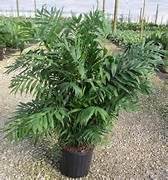 Plant - Neanthe Bella Palm