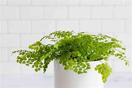 Plant - Maidenhair Fern