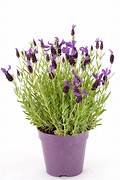 Plant - Lavender Bush