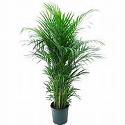 Plant - Areca Palm