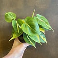 Plant - Brazilian Philodendron