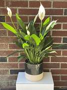 Plant - Spathiphyllum