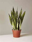 Plant - Snake Plant