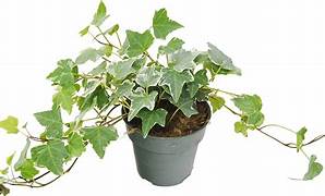 Plant - Ivy