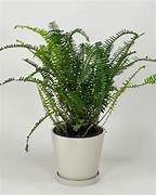 Plant - Kimberly Queen Fern