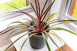 Plant - Cordyline