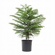 Plant - Norfolk Pine