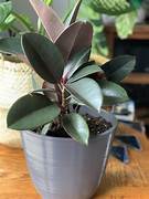 Plant - Rubber Plant