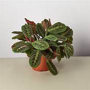 Plant - Red Maranta